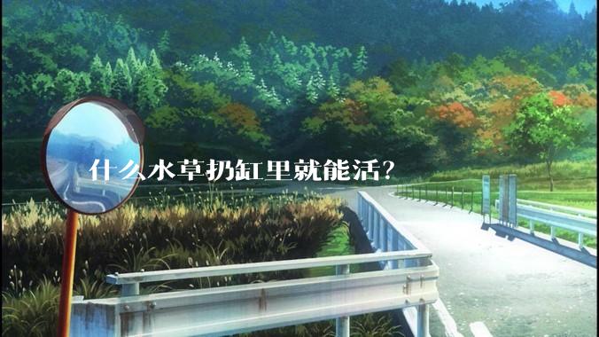 什么水草扔缸里就能活？
